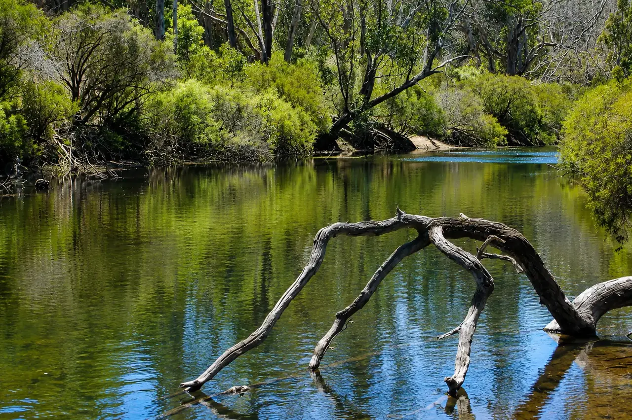The Blackwood River lying glassy and green below Beyonderup Falls, bare branches mirrored in the still water